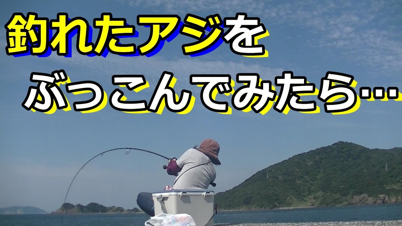 釣れたアジで泳がせやぶっこみ釣り