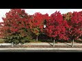 BRIGHT COLORS OF FALL AUTUMN SEASON | FAIRFIELD CA. | DJI MAVIC 3