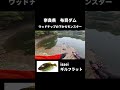 ウッドチップの下からモンスターバス出現！