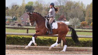 Fei quality dressage horse for sale ...