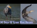 I Spent 30 Days Photographing Great Blue Herons | Wildlife Photography