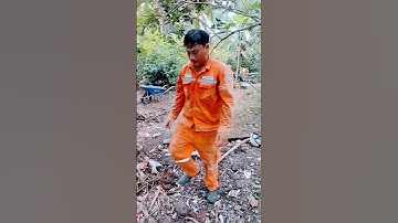 Cảm ơn Chị Mai ở ấp Long Thới, xã Long An, huyện Châu Thành cho đốn 2 cây Dừa Xiêm dưới dây điện !