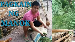 PAGKAIN NG MANOK | NATIVE CHICKEN | HOW TO FEED CHICKEN