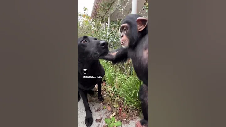 ❤️🐶🐵 #animal #ape #babyanimals #chimp #monkey #labrador #dog - DayDayNews