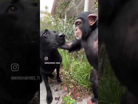 वीडियो: चिम्पांजी: संज्ञा लिंग