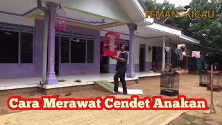 Cara Merawat Harian Cendet Anakan