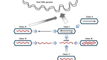 Deep Recombination: RNA and ssDNA Virus Genes in DNA Virus and Host Genomes: Video 1