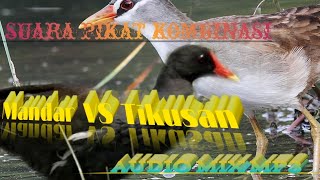 suara pikat kombinasi mandar & tikusan / audio Mix MP3 #pikat #burung