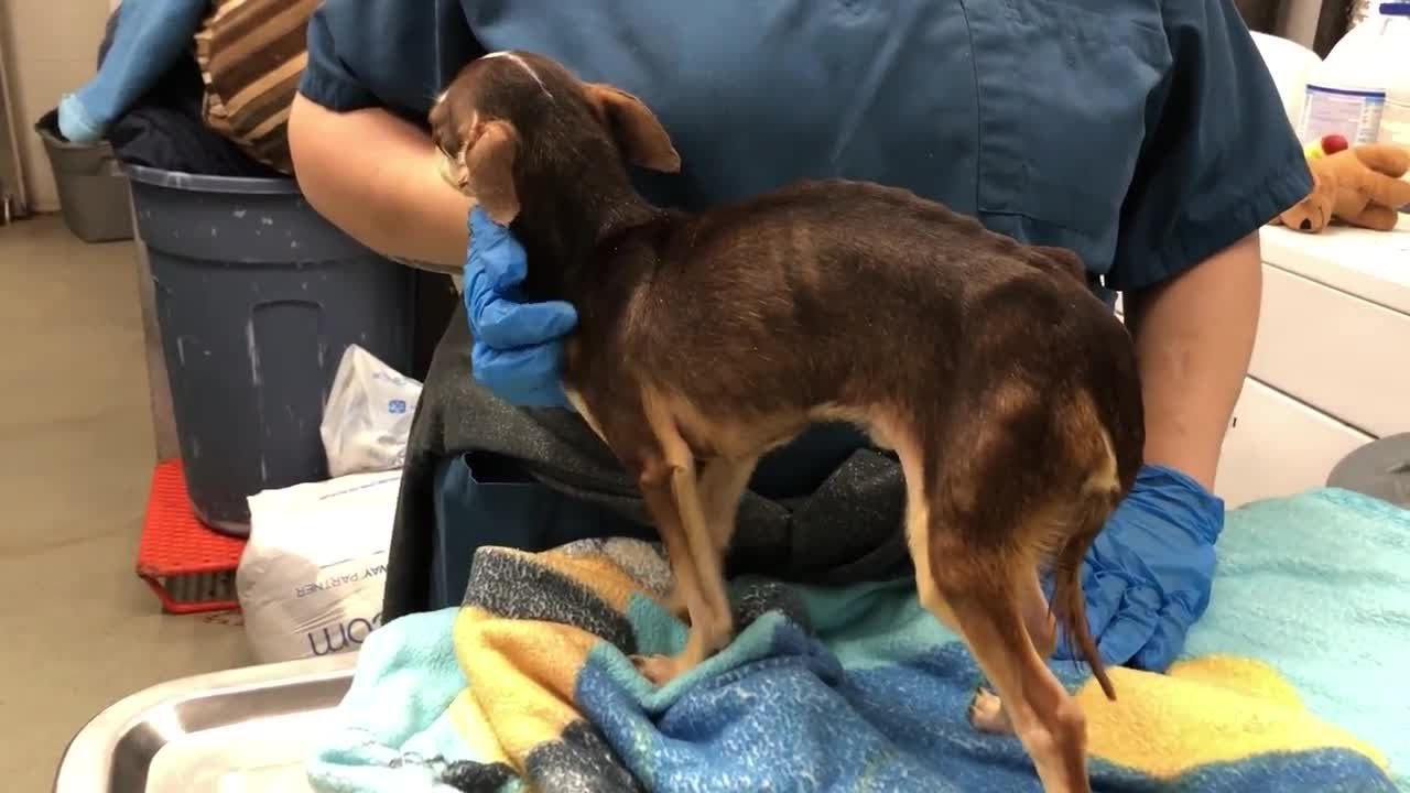 Emaciated dog found in dumpster - YouTube