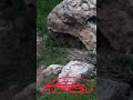 اشارة السيال الملكي الجانبي توجيه للمدفن كنوز وأثار كنوز الحضارات قديما دفائن وكنوز اشارات الصخور