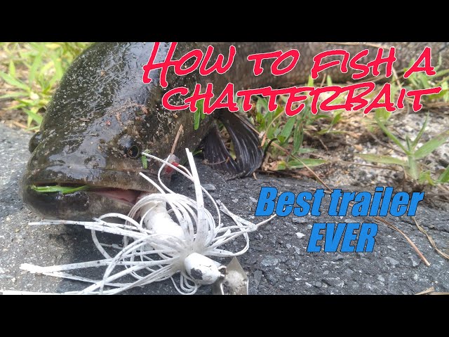 How to fish a chatterbait While Northern Snakehead fishing. How to