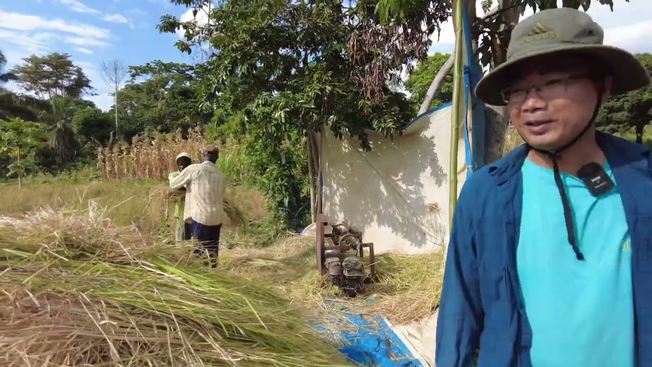 Gia đình châu Phi thu hoạch lúa nương|| Ớt và xả bất ngờ đắt khách vì hạn hán||2Qvlogs