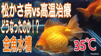 松かさ病 Youtube