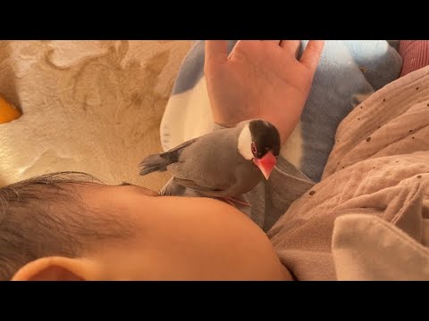 人間の子供の体温でぬくぬく眠くなってしまう文鳥　あずき　java sparrow