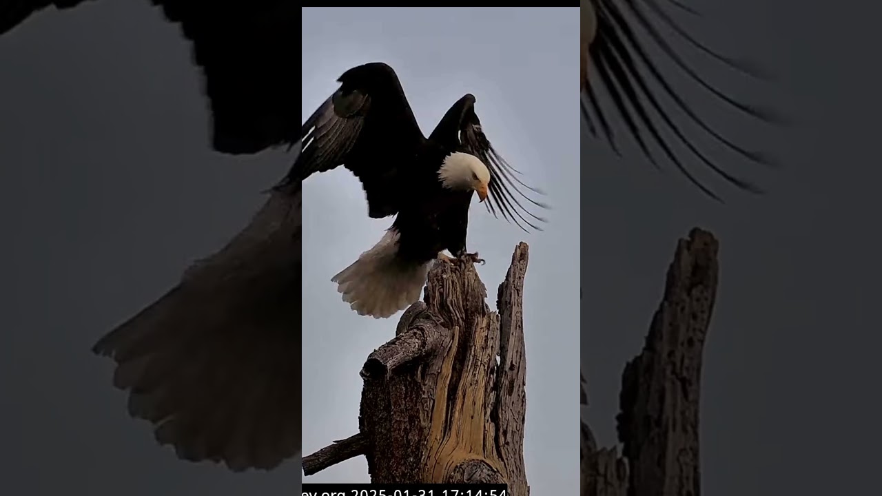 Jan 31, 2025 |  A Duet of Chortles on the Headless Tree 🎶🦅