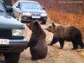 Three Bears (Медведи попрашайки) full