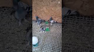 Akşam mezattayız  bu kanalda #oyunkuşu