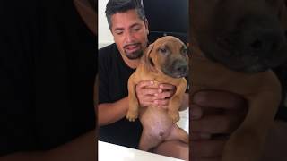 Global Gr Ch Mayday Puppy 1 281-226-0370 American Pit Bull Terrier Real Pitbulls