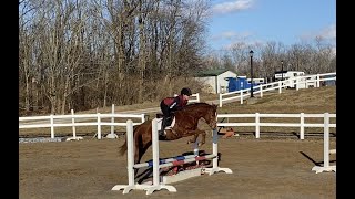 Willow Pnd 5 Year Old Quarter Pony For Sale