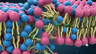 The Three-Step Solubilization Model : (3) complete structural disruption