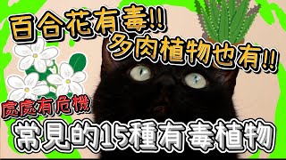 15種對貓有毒的居家植物劇毒的有不少【貓咪冷知識ep3】