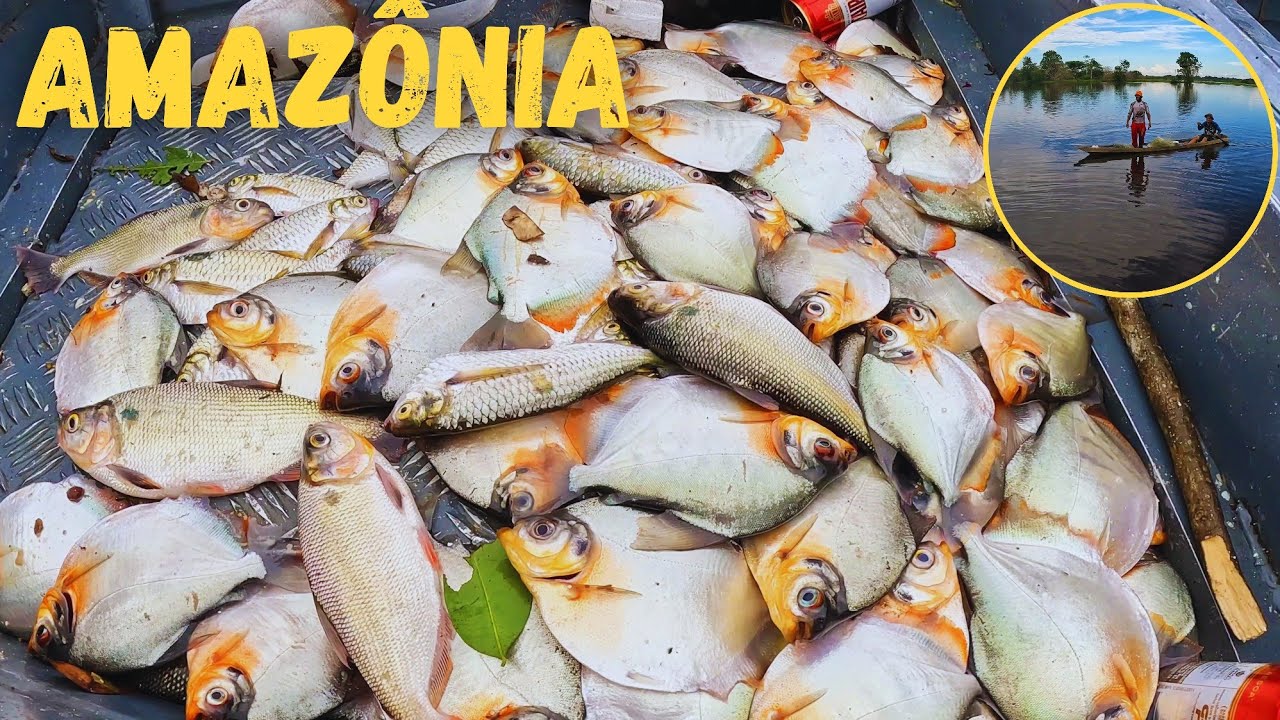 ACHAMOS o CARDUME dos PACU / foi a MELHOR PESCARIA de CANIÇO que já fiz na AMAZÔNIA