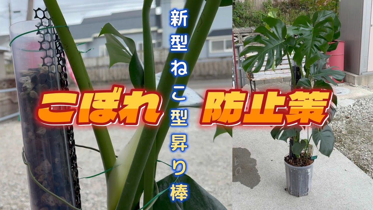 ソロン様用カタチ製作所浅鉢