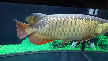 Nấm thủy mi cá rồng