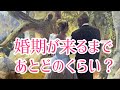 婚期が来るまであとどれくらい？それはあなたがどんな状態状況のとき？