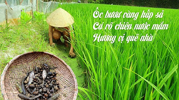 Bắt cá bắt ốc trên ruộng cạn, làm món ốc bươu vàng hấp sả, cá rô đồng chiên nước mắm