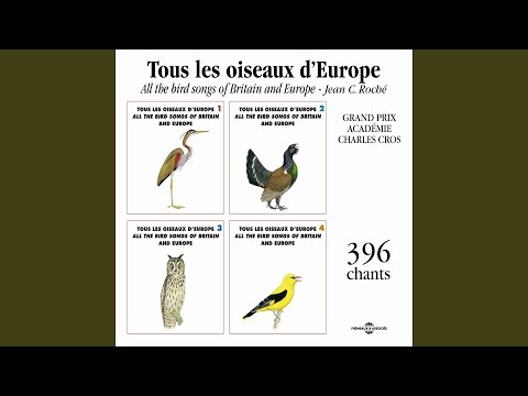 Video: Crnovrati gnjurac - jedinstvena ptica crvenih očiju