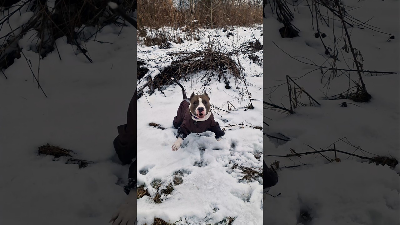 Исполнялычи