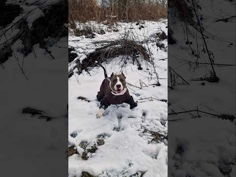 Исполнялычи