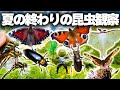 夏の終わりの昆虫観察