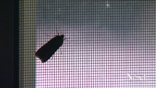 This is why you shouldn't kill miller moths