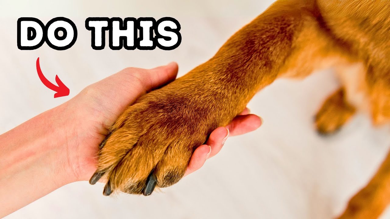 10 Ways to Tell Your Dog You Love Them (In a Way They Can Feel!) - YouTube