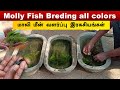 Molly fish breeding 3 colors  vedha fish farm