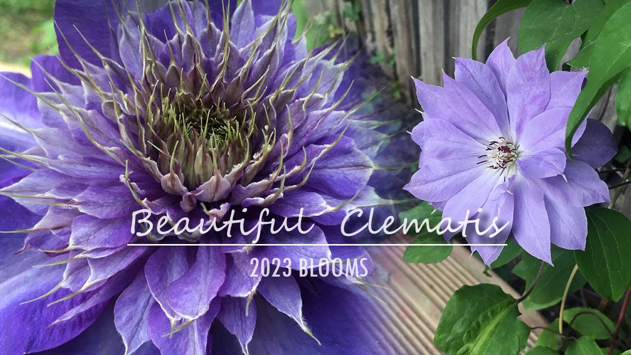 Beautiful Clematis in bloom zone 7b YouTube