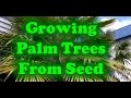 How To Grow Palm Trees From Seed - YouTube