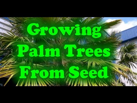 Wideo: Jak Wyhodować Palmę Z Nasion