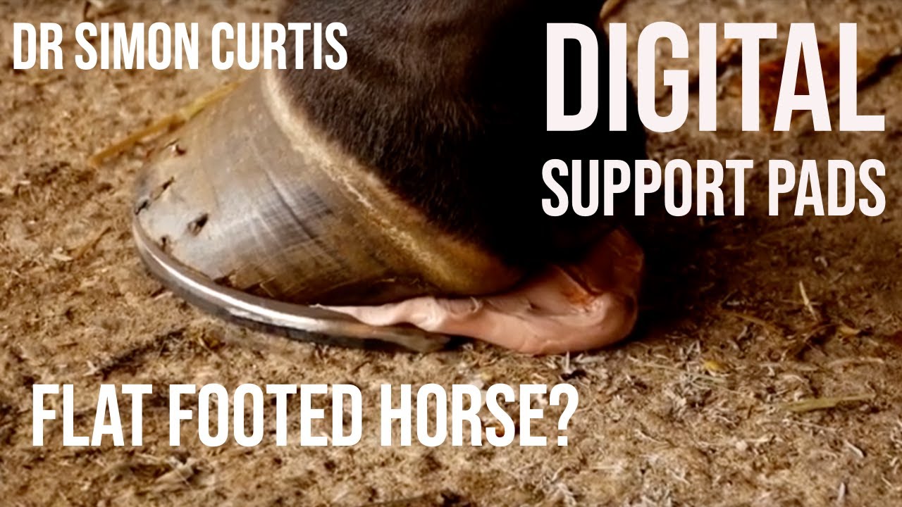 Hoof trim and shoe critique, underrun heels, and barefoot questions! | The  Horse Forum