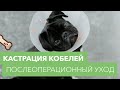 Кастрация кобелей и послеоперационный уход за собакой