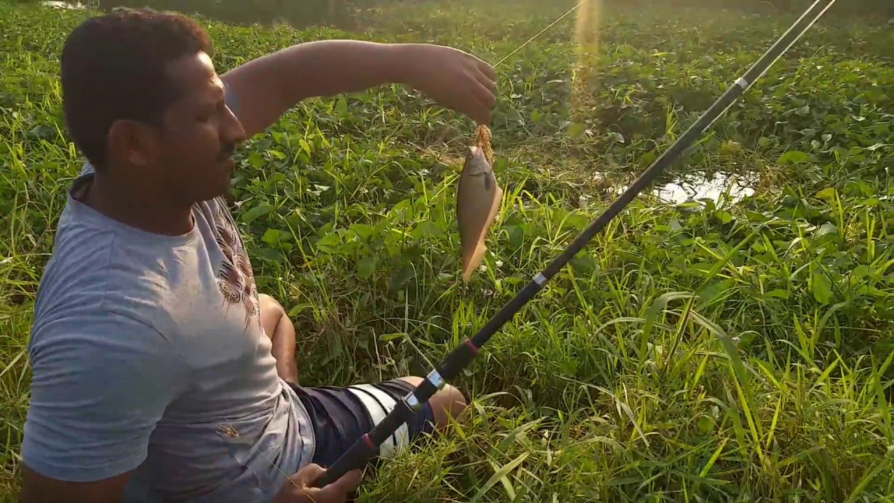 Fish hunting Catfish catch YouTube