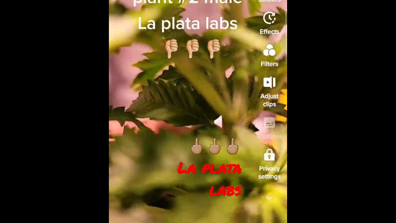 🖕🏽La plata labs  sold me male seeds for fems😩😩😏😏