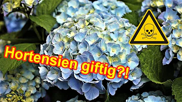 Sind Blätter von Hortensien giftig?