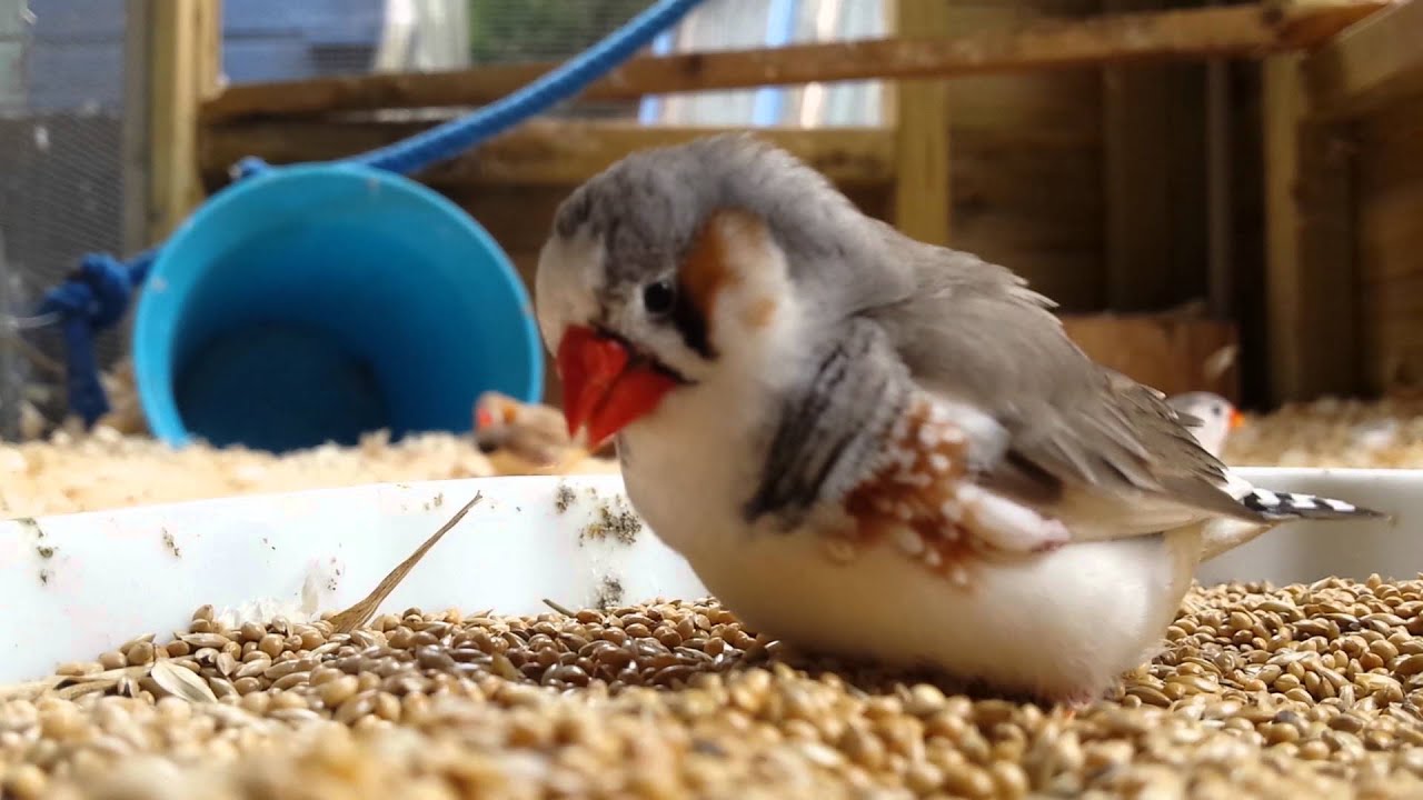 Finches eating HD YouTube