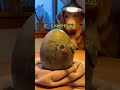 My dog waited weeks for this egg to hatch... 😱 #animalrescue #wildliferescue #animals#dinosaur