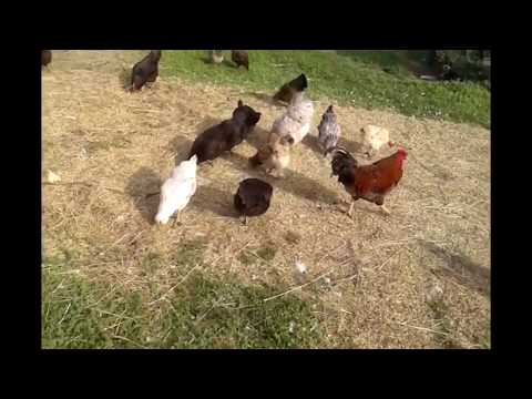 Секрет, как получить больше кур Клушек (Наседок)