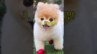 한국에서 가장 많이 키우는 강아지 Top5