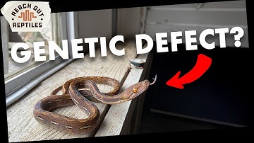 Super Dwarf Reticulated Python Care Guide